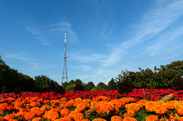 Crystal Palace Mast behind colourful flowerbeds