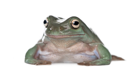 Australian Green Tree Frog, against white background