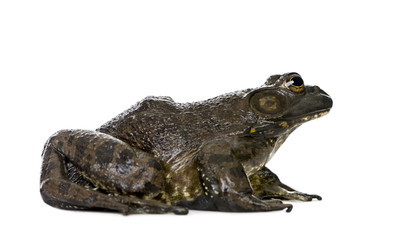 Side view of Bullfrog, against white background, studio shot