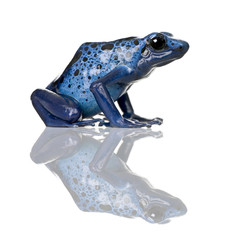 Obraz premium Side view of Blue Poison Dart frog, against white background