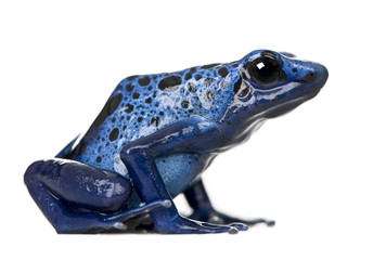 Naklejka premium Side view of Blue Poison Dart frog, against white background