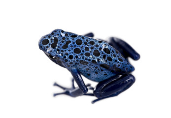 Fototapeta premium Blue Poison Dart frog, against white background, studio shot