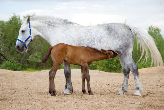 horse drinking milk from his mother .
