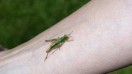 Green grasshopper