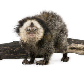Young White-headed Marmoset, in front of white background,