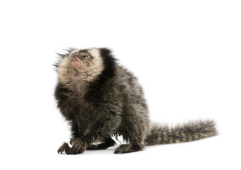 Young White-headed Marmoset, in front of white background