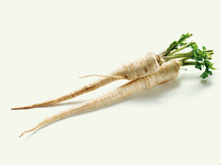 parsley root  (Petersilienwurzel)
