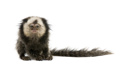 Young White-headed Marmoset, in front of white background