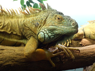 Green iguana (Iguana iguana)