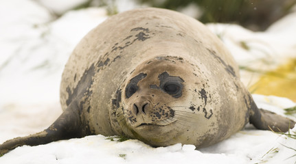 Elephant Seal Female Lying in the Snow
