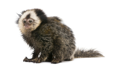 White-headed Marmoset, in front of white background