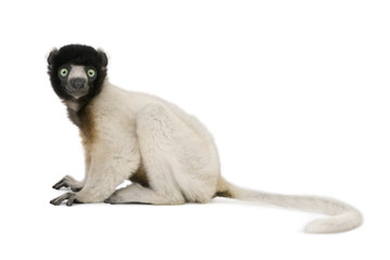 Crowned Sifaka, sitting against white background