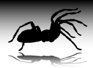 tarantula black vector silhouettes