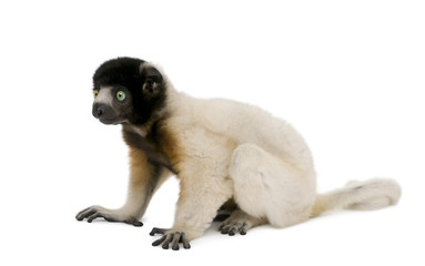 Fototapeta premium Side view of Young Crowned Sifaka against white background