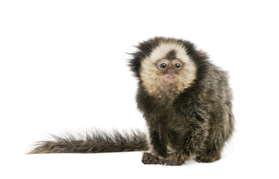 White-headed Marmoset, in front of white background