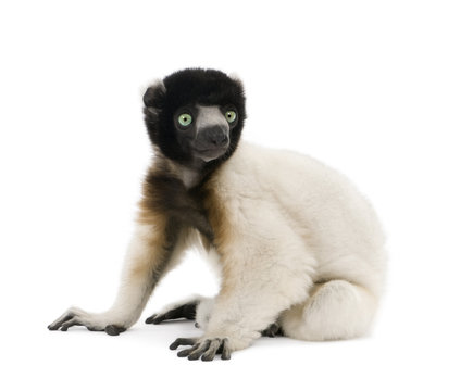 Young Crowned Sifaka sitting against white background