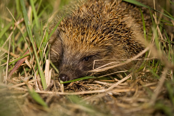 Hedgehog hidden in the grass looking for food