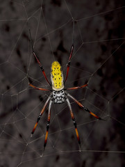 Golden orb-web spider, against black background, studio shot