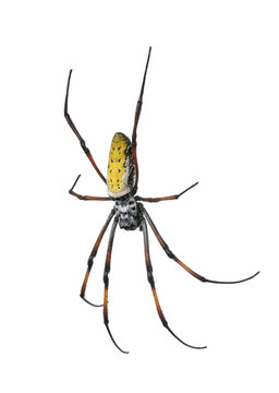 Golden orb-web spider, against white background, studio shot
