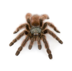 Antilles pinktoe tarantula, against white background