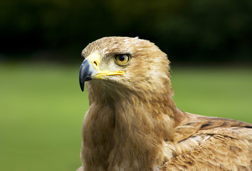 ADLER