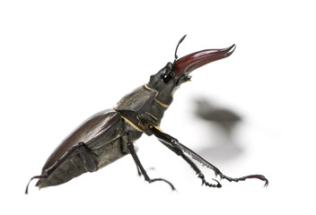 European Stag beetle, against white background