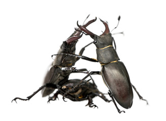 European Stag beetle, against white background