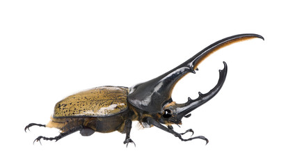 Male adulte Hercules beetle, against white background