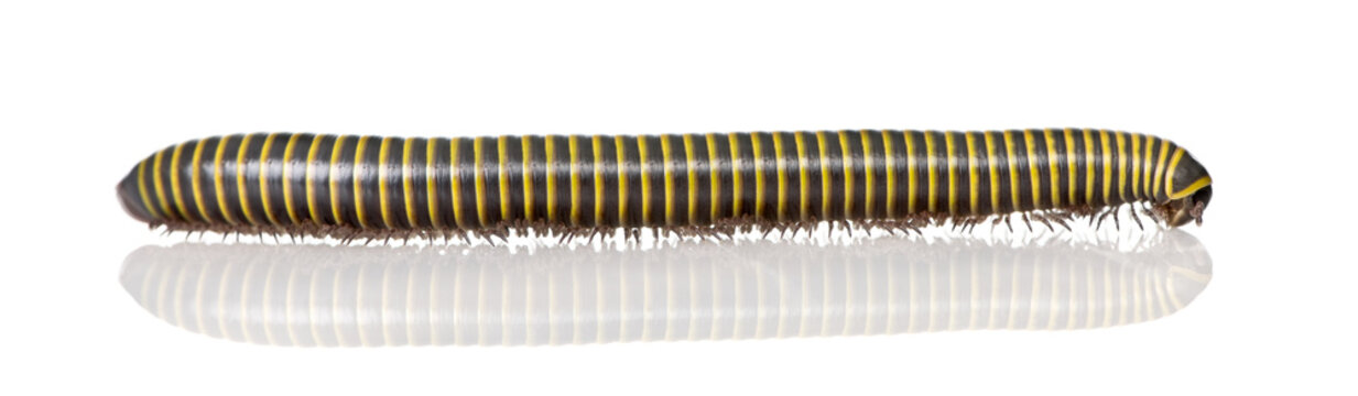Black and yellow Millipede in front of white background