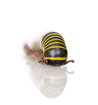 Black and yellow Millipede against white background