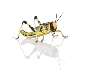 Larva of Desert Locust, standing against white background