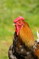 rooster, Gallus domesticus
