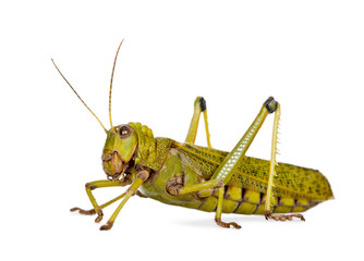 Side view Giant guianas locust, against white background