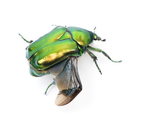 Green flower beetle, against white background, studio shot