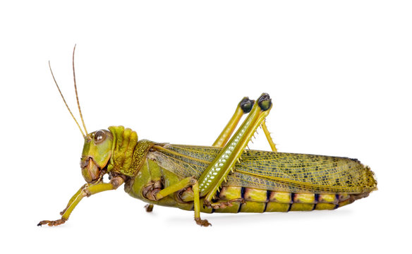 Side view Giant guianas locust, against white background