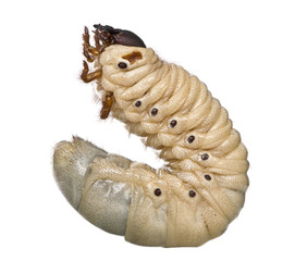Larva of a Hercules beetle, against white background