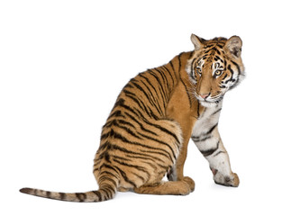 Fototapeta premium Tygrys bengalski, siedząc na białym tle, wyśmienity