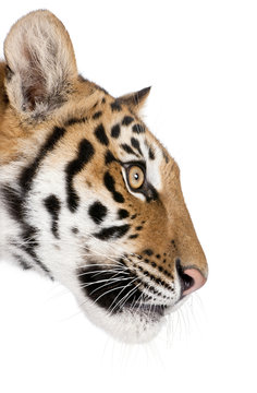 Close-up profile of Bengal tiger against white background
