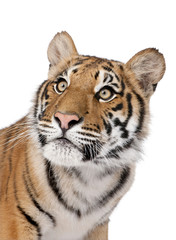 Close-up portrait of Bengal tiger in front of a white background