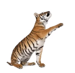 Papier Peint photo Tigre Tigre du Bengale, atteignant en face de fond blanc, tourné en studio
