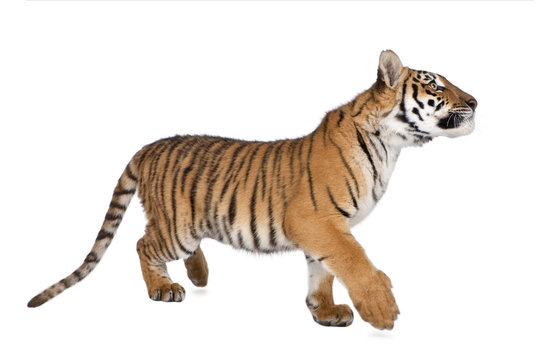 Bengal Tiger,1 year old, walking in front of white background