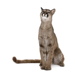 Naklejka premium Portrait of Puma cub, sitting against white background