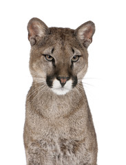 Fototapeta premium Portrait of Puma cub, against white background, studio shot