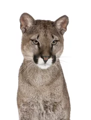 Gordijnen Portret van Puma-welp, tegen een witte achtergrond, studio-opname © Eric Isselée