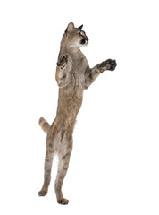 Puma cub, leaping in midair against white background