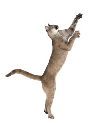 Puma cub, reaching against white background, studio shot