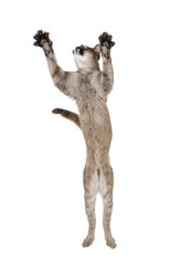 Fototapeta premium Puma cub, leaping in midair against white background