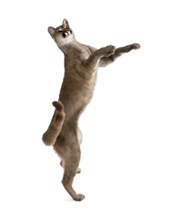  Puma cub, reaching against white background, studio shot © Eric Isselée