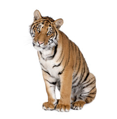 Tigre du Bengale, assis en face de fond blanc, tourné en studio