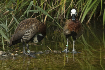 Enten